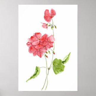 red geranium watercolour flowers poster