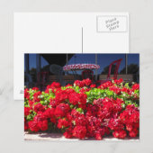 Red Geraniums Café Postcard Postkarte (Vorne/Hinten)
