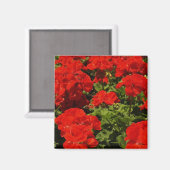 Red Geraniums Magnet (Vorderseite/Rückseite)
