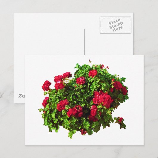 Red Geraniums Postkarte (Vorne/Hinten)