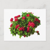 Red Geraniums Postkarte (Vorderseite)