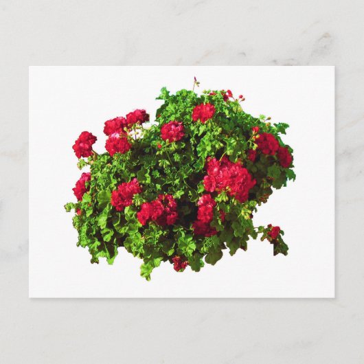 Red Geraniums Postkarte (Vorderseite)