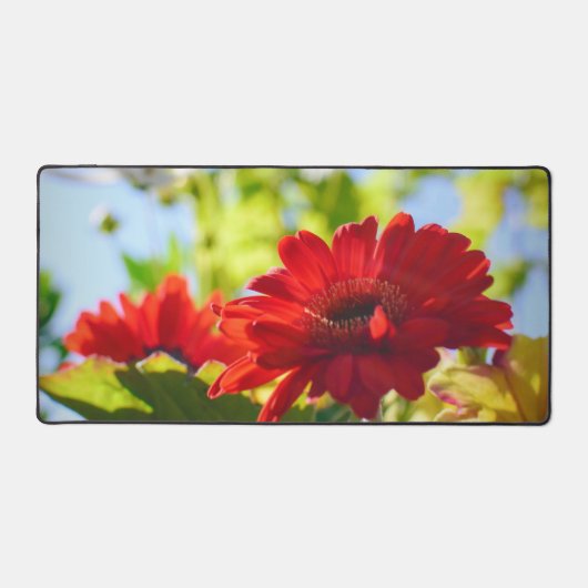 Red Gerber Daisies Beautiful Red Daisy Blume Schreibtischunterlage (Vorderseite)