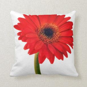Red Gerber Daisy Blume Floral Daisies Blume Kissen