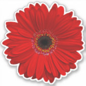 Red Gerber Daisy Blume Kiss-Cut Sticker (Vorderseite)