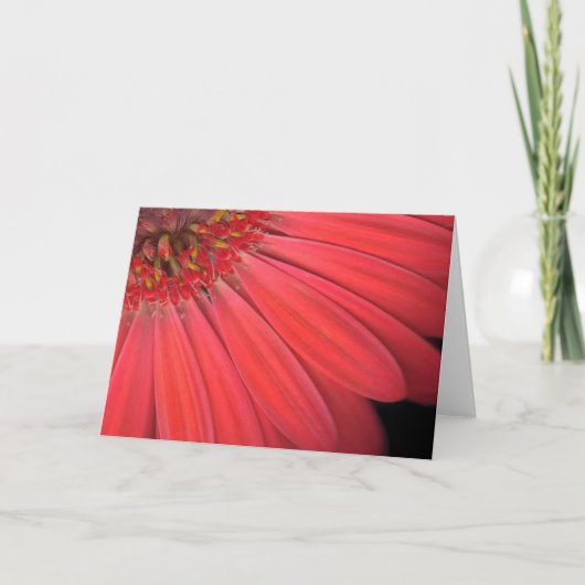 Red Gerber Daisy Karte (Vorderseite)