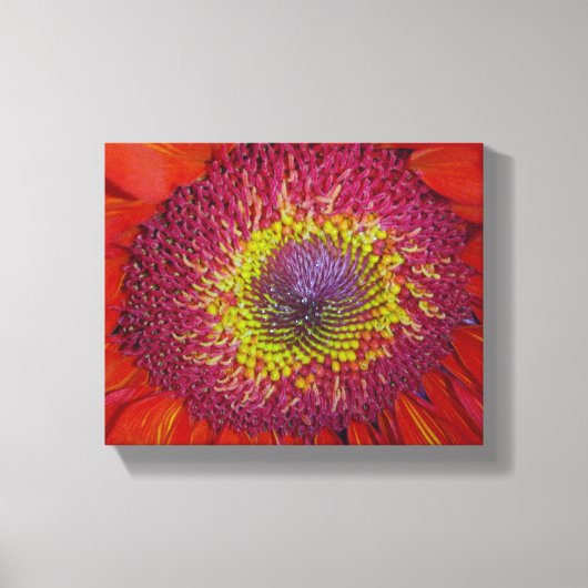 Red Gerber Daisy Leinwanddruck (Vorderseite)