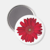 Red Gerber Daisy Nah Up Fotograf Magnet (Vorderseite/Rückseite)