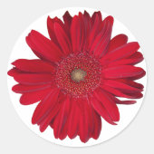 Red Gerber Daisy Nah Up Fotograf Runder Aufkleber (Vorderseite)