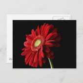 Red Gerber Daisy Postcard Postkarte (Vorne/Hinten)