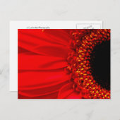 Red Gerber Daisy Postkarte (Vorne/Hinten)