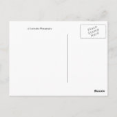 Red Gerber Daisy Postkarte (Rückseite)