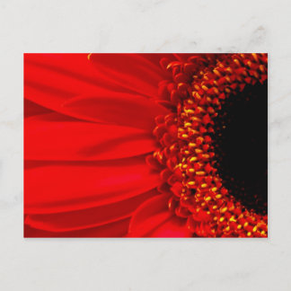Red Gerber Daisy Postkarte