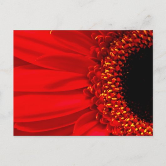 Red Gerber Daisy Postkarte (Vorderseite)