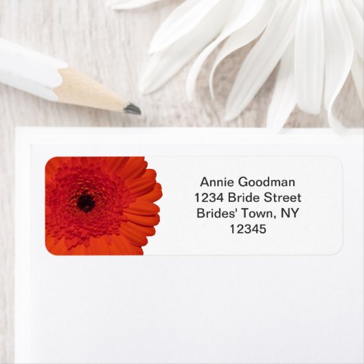 Red Gerber Daisy Rücksendeadresse (Insitu)