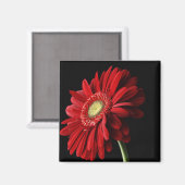 Red Gerber Daisy Square Magnet (Vorderseite/Rückseite)