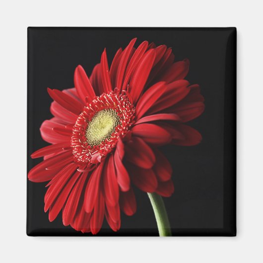 Red Gerber Daisy Square Magnet (Vorne)