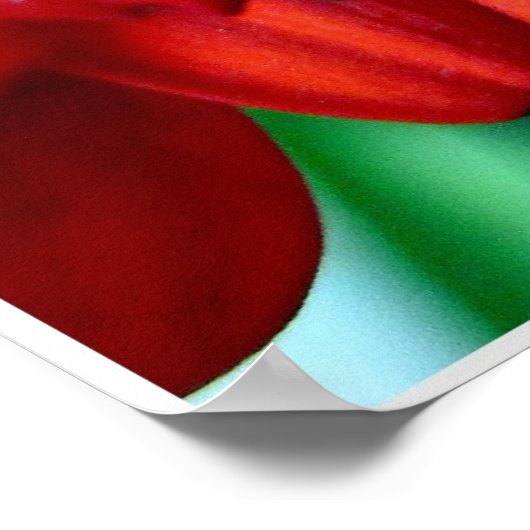 Red Gerber Poster (Ecke)