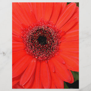 Red Gerbera
