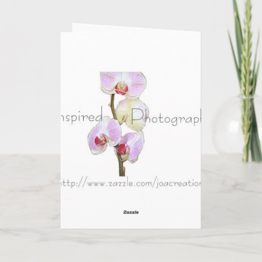 Red Gerbera Blume Card Karte (Rückseite)