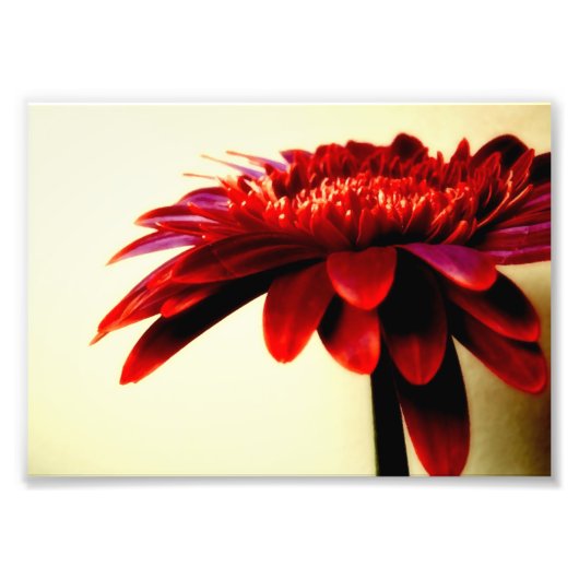 Red Gerbera Blume Foto Print (Vorne)
