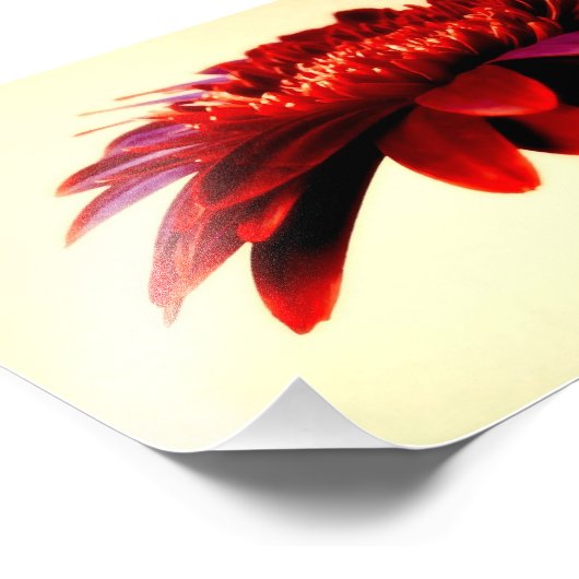 Red Gerbera Blume Foto Print (Ecke)
