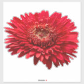 Red Gerbera Daisies nah-up Fotografie Aufkleber (Blatt)