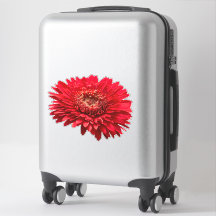 Red Gerbera Daisies nah-up Fotografie