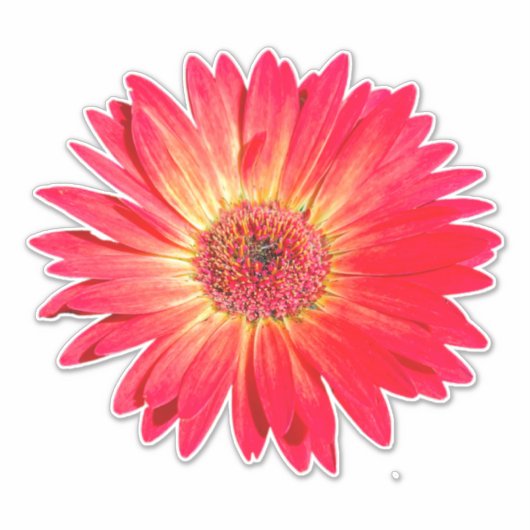 Red Gerbera Daisy Aufkleber (Vorderseite)