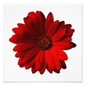 Red Gerbera Daisy Foto Print (Vorne)