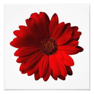 Red Gerbera Daisy Foto Print