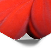 Red Gerbera Daisy Poster (Ecke)