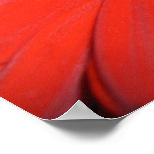 Red Gerbera Daisy Poster (Ecke)