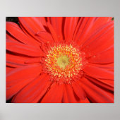 Red Gerbera Daisy Poster (Vorne)