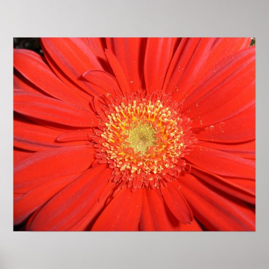 Red Gerbera Daisy Poster (Vorne)