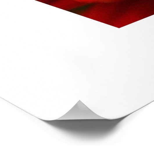 Red Gerbera Daisy Poster (Ecke)