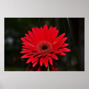 Red Gerbera Daisy Poster