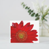 Red Gerbera Daisy Postkarte (Stehend Vorderseite)