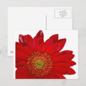 Red Gerbera Daisy Postkarte (Vorne/Hinten)