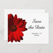 Red Gerbera Daisy Save the Date Postcard Ankündigungspostkarte (Vorne/Hinten)