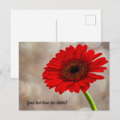 Red Gerbera Postcard Postkarte (Vorne/Hinten)