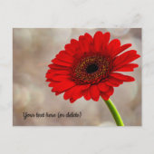 Red Gerbera Postcard Postkarte (Vorderseite)