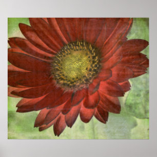 Red Gerbera Poster