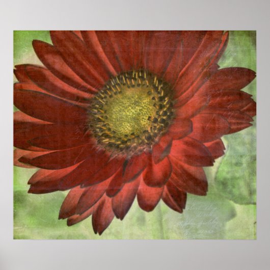 Red Gerbera Poster (Vorne)