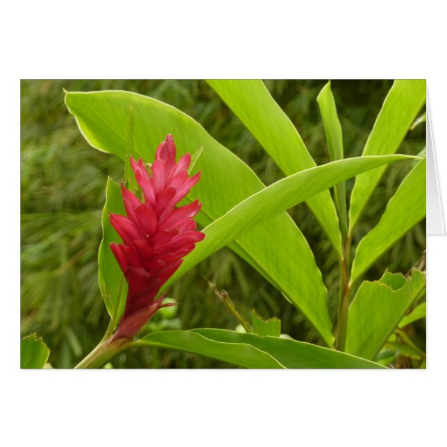 Red Ginger Blume (Alpinia) Tropical (Vorderseite (Horizontal))