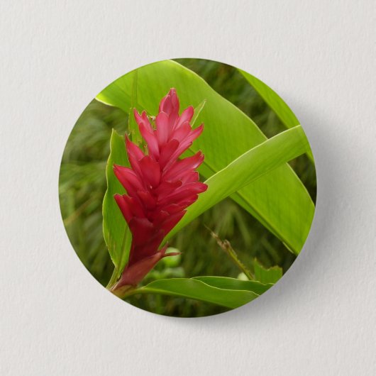 Red Ginger Blume (Alpinia) Tropical Button (Vorderseite)