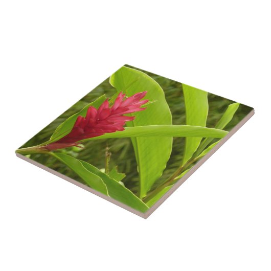Red Ginger Blume (Alpinia) Tropical Fliese (Seite)