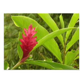 Red Ginger Blume (Alpinia) Tropical Fotodruck