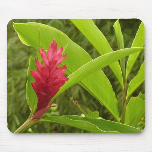Red Ginger Blume (Alpinia) Tropical Mousepad (Vorne)