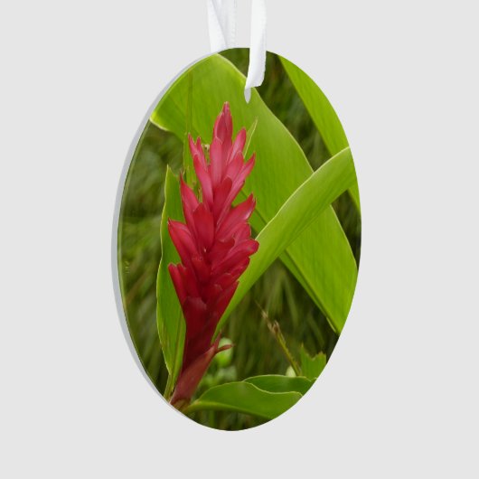 Red Ginger Blume (Alpinia) Tropical Ornament (Vorderseite)